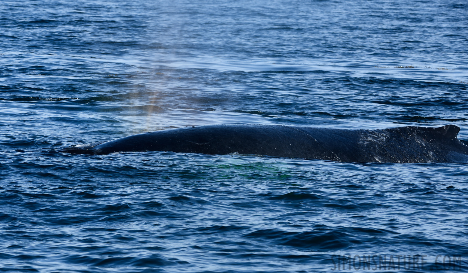 Megaptera novaeangliae [200 mm, 1/500 sec at f / 11, ISO 400]